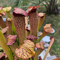 Non gmo mixed sarracenia samen