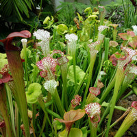 Ornamental mixed sarracenia carnivorous pflanzen