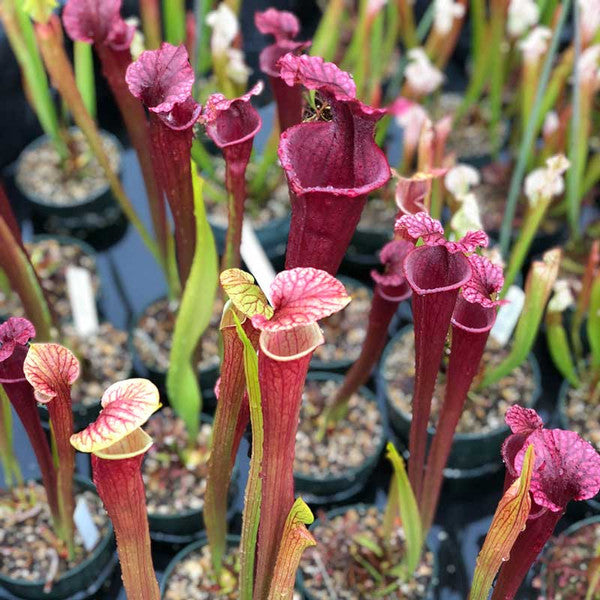 Mixed sarracenia samen for anpflanzung