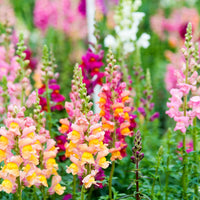 Mixed snapdragon used as cut blumen