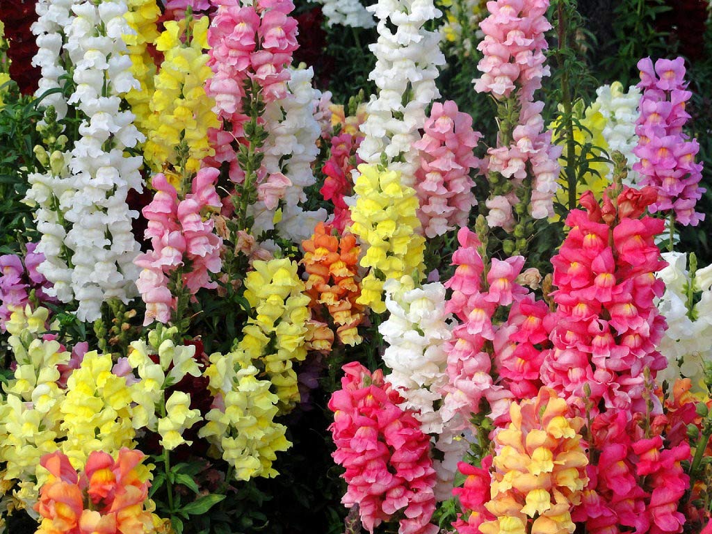 Ornamental mixed snapdragon flowering pflanze