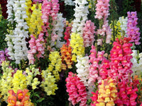 Ornamental mixed snapdragon flowering pflanze
