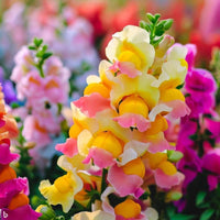 Mixed snapdragon blume samen for anpflanzung