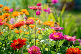 Non gmo mixed thumbelina samen