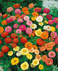 Ornamental mixed thumbelina flowering pflanze