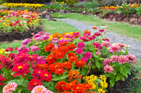 Mixed thumbelina blume samen for anpflanzung