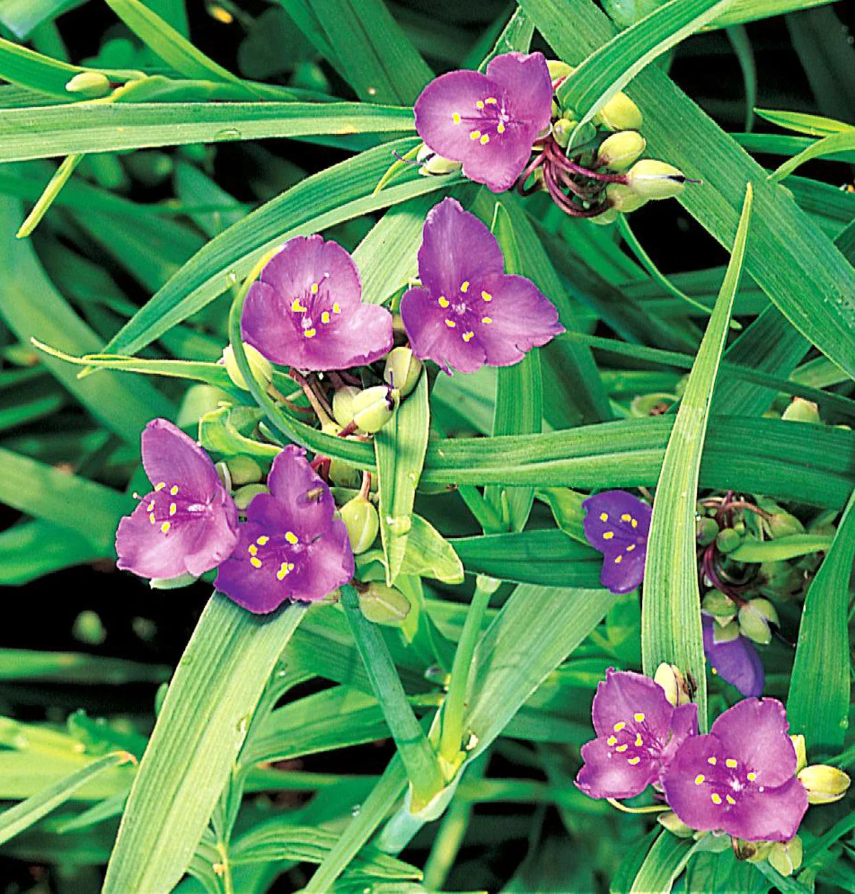 High germination mixed tradescantia spiderwort samen