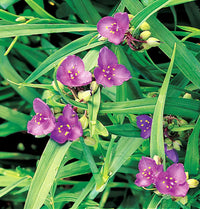 High germination mixed tradescantia spiderwort samen