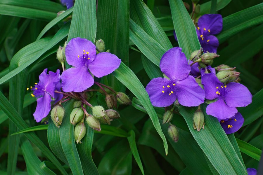 Ornamental mixed tradescantia spiderwort flowering pflanze