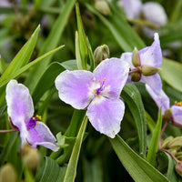Mixed tradescantia in shaded garten