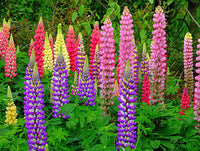 Non gmo mixed tutti frutti lupine blume samen
