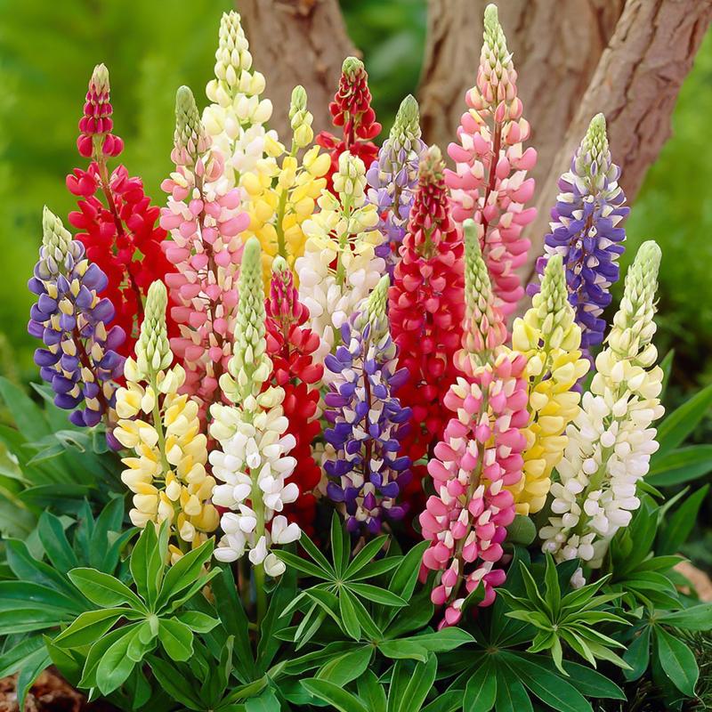Ornamental mixed tutti frutti lupine for gardens