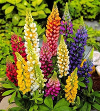 Mixed tutti frutti lupine blume samen for anpflanzung