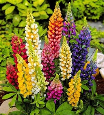 Mixed tutti frutti lupine blume samen for anpflanzung