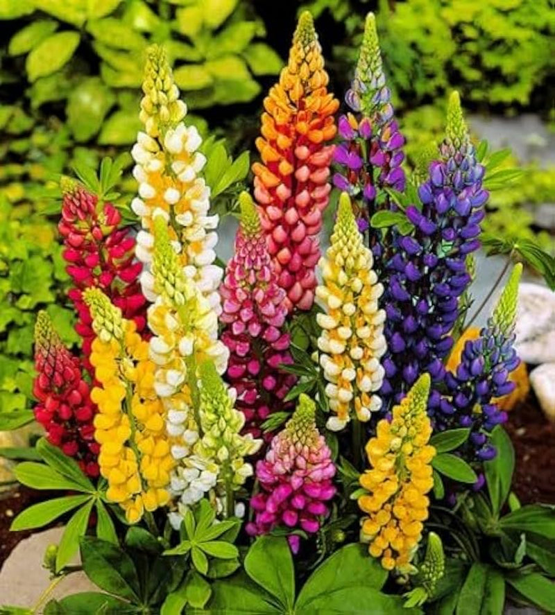 Mixed tutti frutti lupine blume samen for anpflanzung