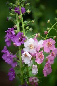 Non gmo mixed verbascum blume samen