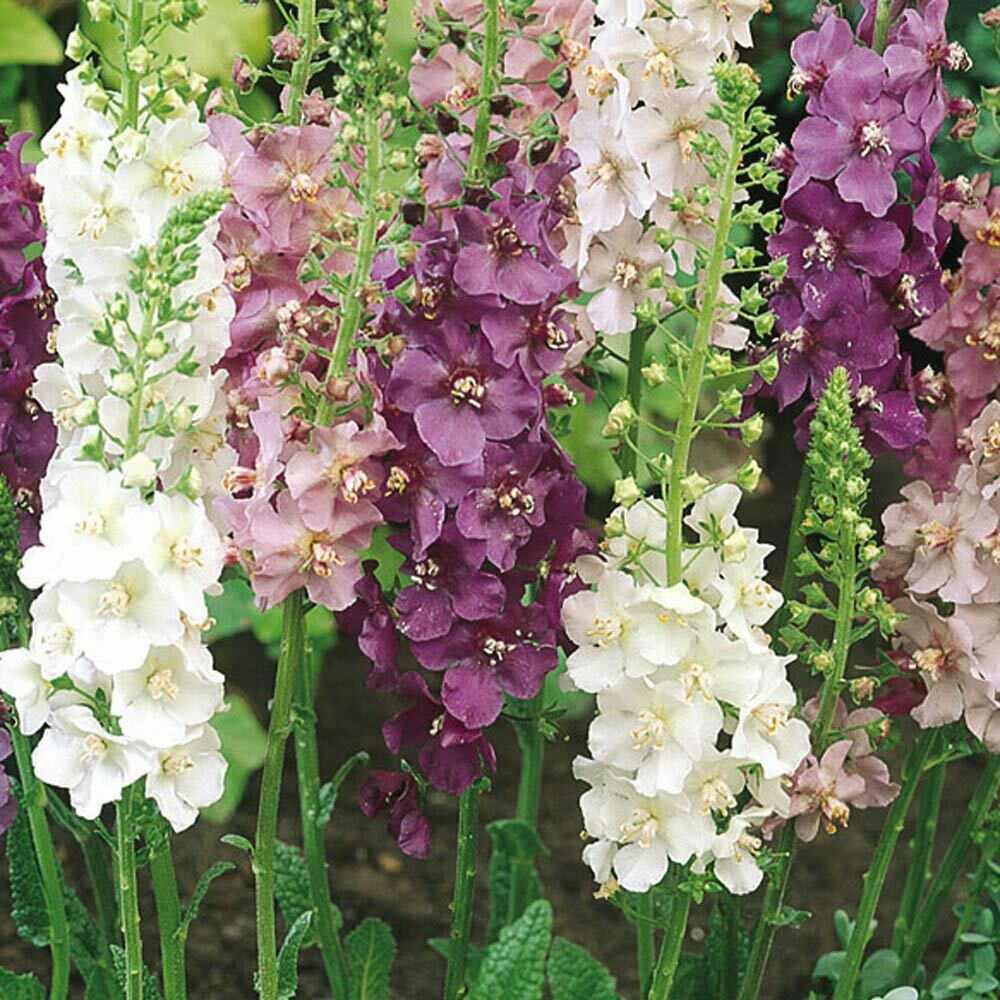 Ornamental mixed verbascum samen for gardens