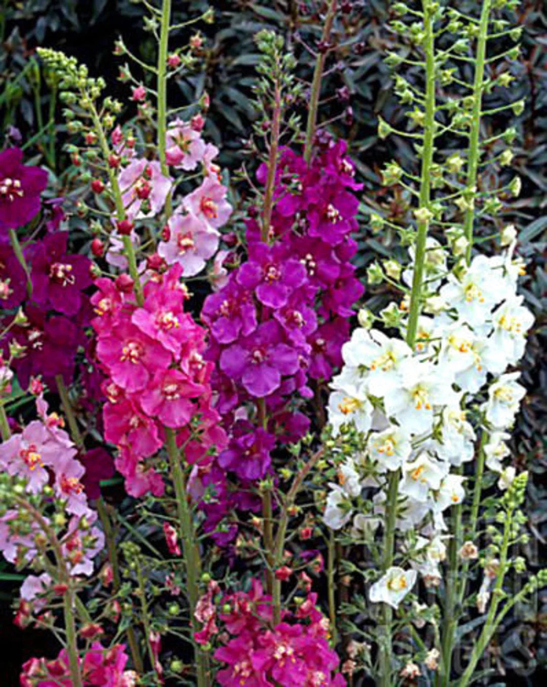 Mixed verbascum blume samen for anpflanzung