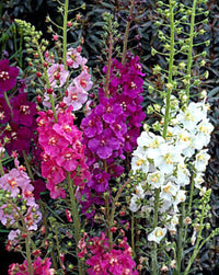 Mixed verbascum blume samen for anpflanzung