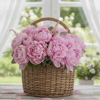Rosa Paeonia Blumensamen zur Aussaat – leuchtend – Traditionssorte & ohne Gentechnik Samen Hausgarten