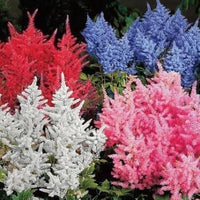 Mixed astilbe samen for anpflanzung
