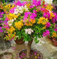 Mixed bougainvillea garten blooms