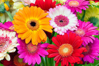 Mixed gerbera blume samen for anpflanzung