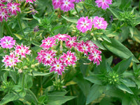 Mixed twinkle star garten blumen
