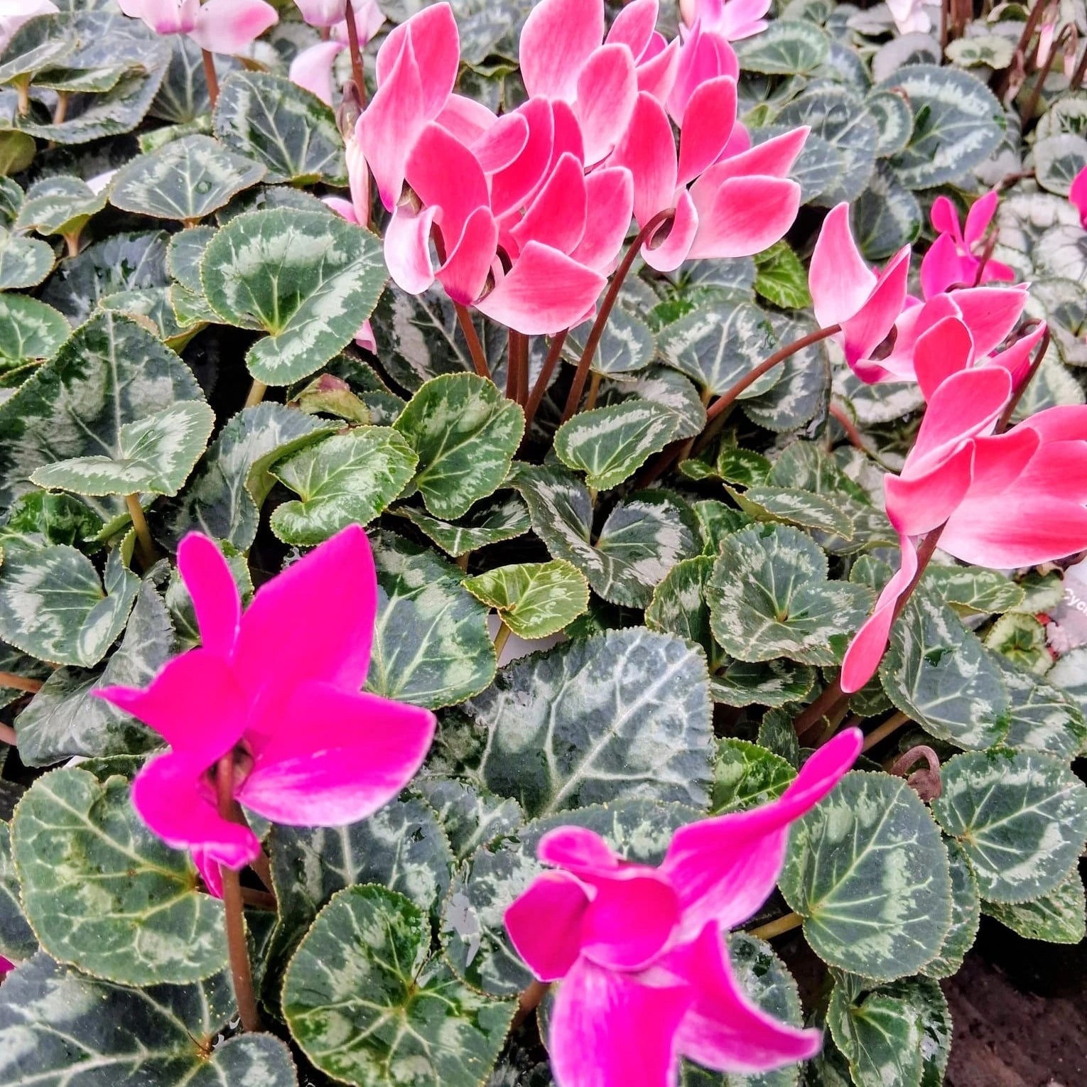Rosa Alpenveilchen Blumensamen zur Aussaat – Drought verträglich – Traditionssorte & ohne Gentechnik Samen Hausgarten