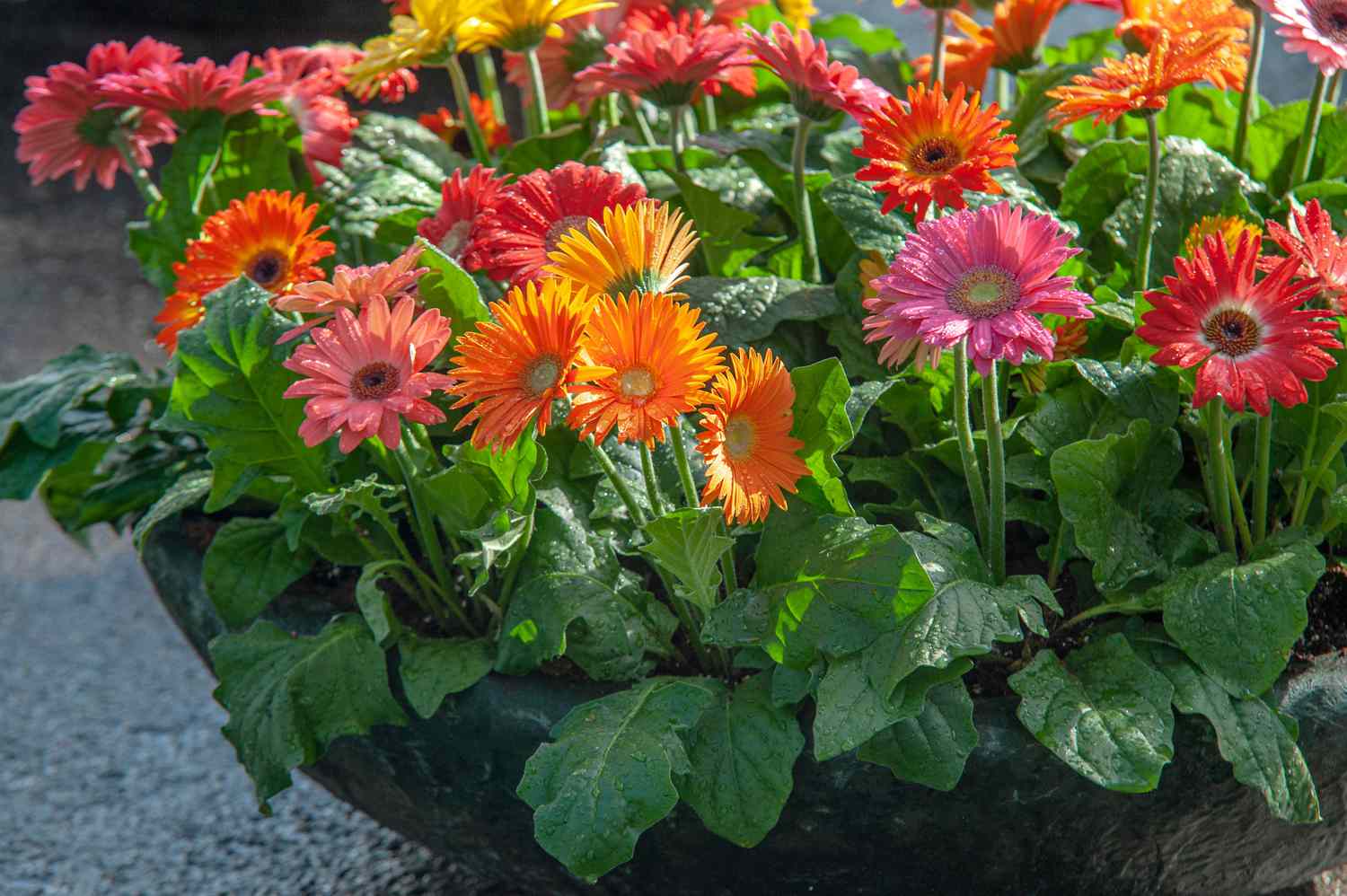 Vibrant mixed gerbera garten blooms