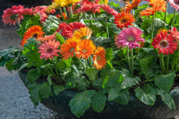 Vibrant mixed gerbera garten blooms