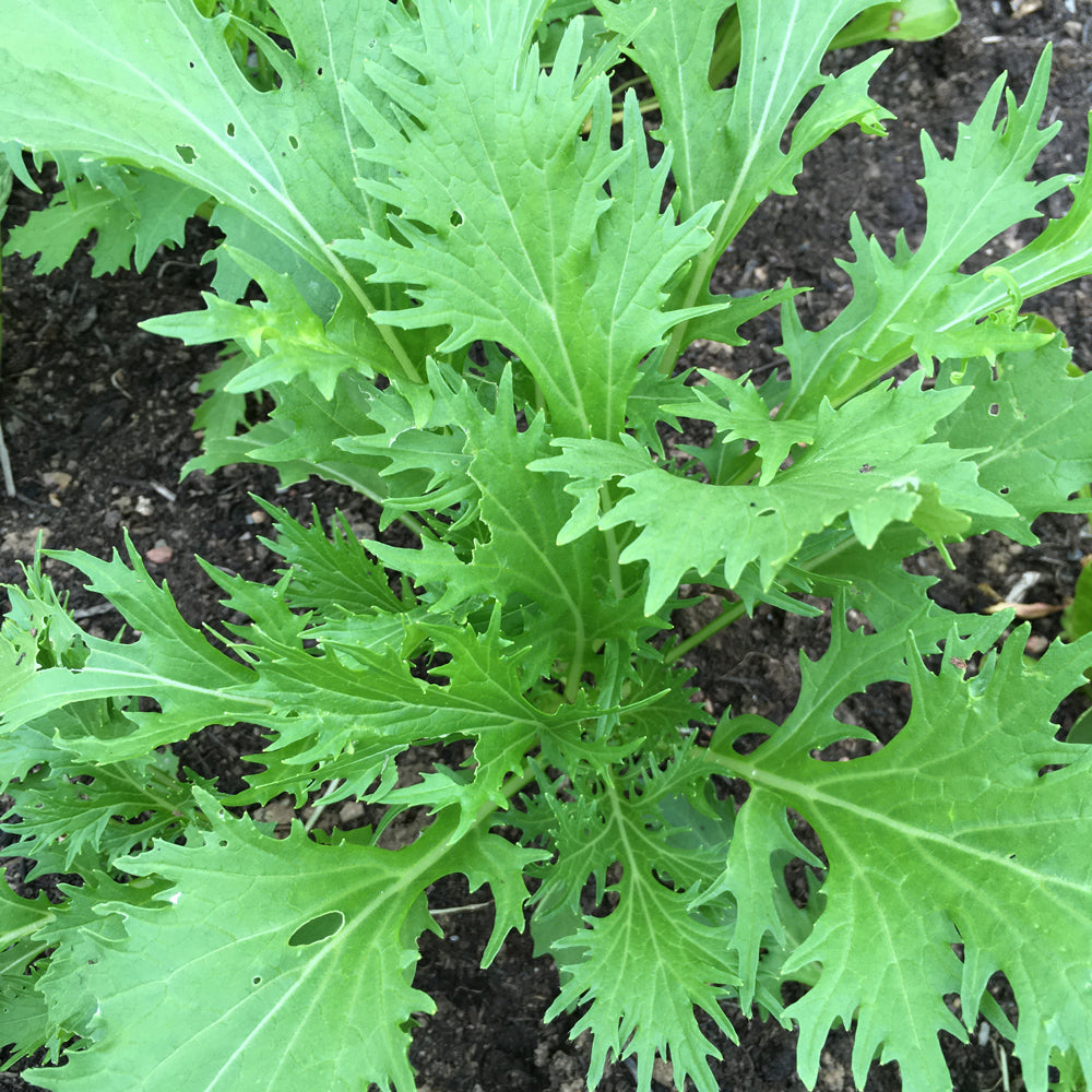 Green Mizuna Samen zum Pflanzen  Fast-Growing Gemüse Greens
