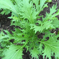 Green Mizuna Samen zum Pflanzen  Fast-Growing Gemüse Greens