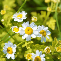 Feverfew Blumensamen zur Aussaat Wildblume Mischung Traditionssorte & ohne Gentechnik Samen Hausgarten