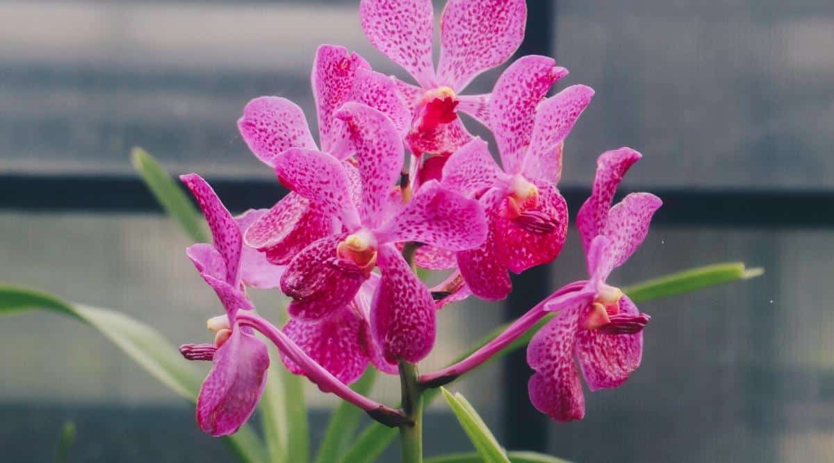 Schmetterling Orchidee Blumensamen zur Aussaat – Anzucht – Traditionssorte & ohne Gentechnik Samen Hausgarten