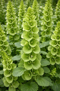 Moluccella laevis Bells Ireland Blumensamen zur Aussaat Garten beliebt Traditionssorte & ohne Gentechnik Samen Hausgarten