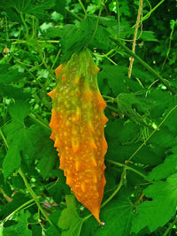Orange Bitter Gourd Gemüse Planting Samen for Your Garden