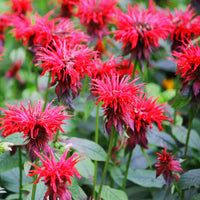 Monarda didyma flowering samen for gardens