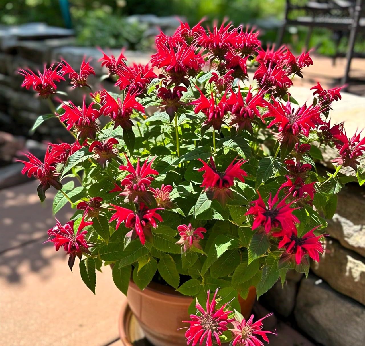 Non gmo monarda didyma samen