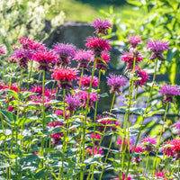 Ornamental bee balm mixed samen for landscapes