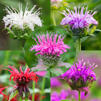 Mixed monarda didyma samen for anpflanzung