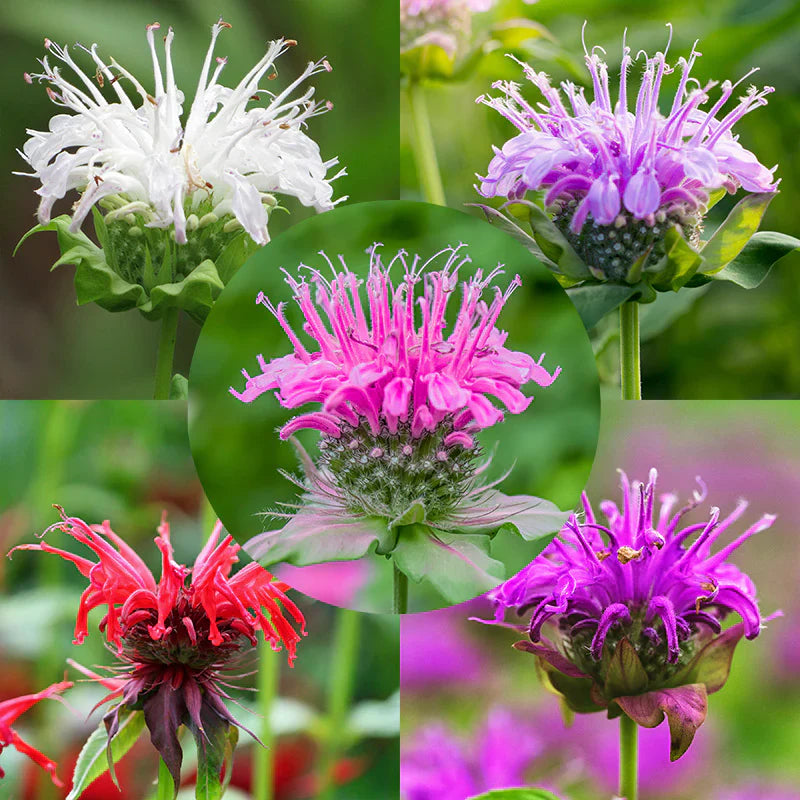 Mixed monarda didyma samen for anpflanzung