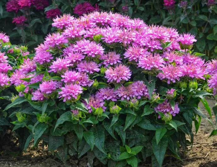 Lavendel Monarda Blumensamen zur Aussaat – Wildblume Mischung – Traditionssorte & ohne Gentechnik Samen Hausgarten