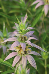 Lila Monarda Punctata Blumensamen zur Aussaat Drought verträglich Traditionssorte & ohne Gentechnik Samen Hausgarten