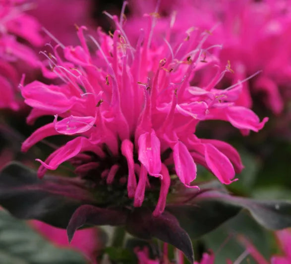 Rosa Monarda Blumensamen zur Aussaat – Anzucht – Traditionssorte & ohne Gentechnik Samen Hausgarten