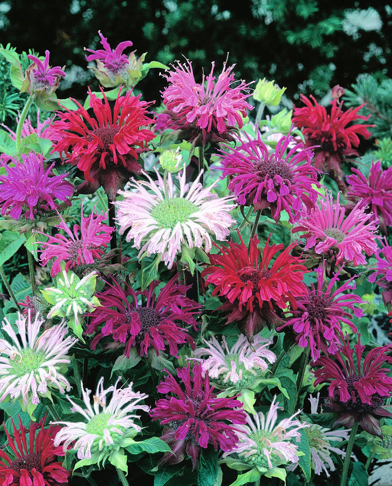 Mix bergamot blume samen for anpflanzung pollinator friendly heirloom & gmo free samen for home garten 
 
 sale for anpflanzung in home garten
