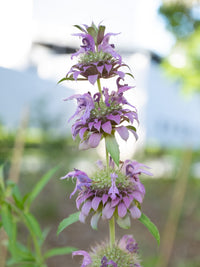 Monarda citriodora Blumen  Samenfür einfaches Anpflanzen