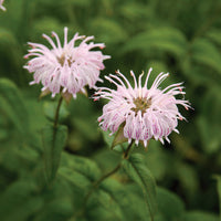 Monarda Bradburiana Blumensamen zur Aussaat – leuchtend Traditionssorte & ohne Gentechnik Samen Hausgarten