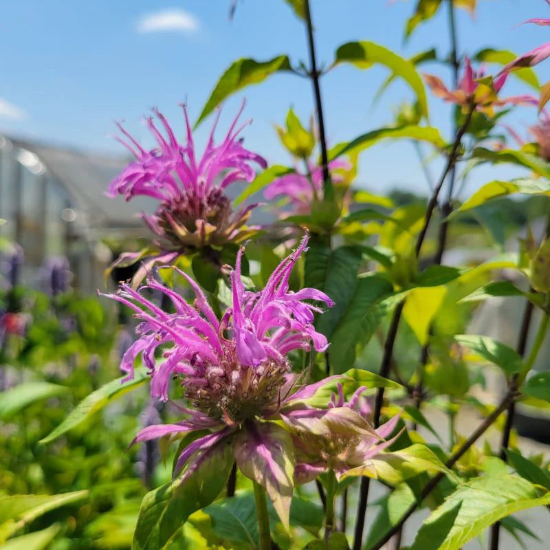 Monarda rosa semi di fiori da seminare – colori brillanti – varietà tradizionale e semi da giardino senza OGM