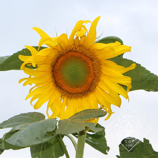 Gray mongolian sunflower flowering samen for gardens